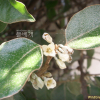보리밥나무(Elaeagnus macrophylla Thunb.) : 봄까치꽃