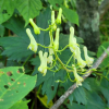 부전투구꽃(Aconitum puchonroenicum Uyeki & Sakata) : 晴嵐