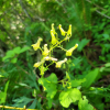부전투구꽃(Aconitum puchonroenicum Uyeki & Sakata) : 晴嵐
