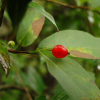 홍괴불나무(Lonicera maximowiczii (Rupr.) Regel) : 통통배