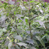 쇠무릎(Achyranthes bidentata Blume var. japonica Miq.) : habal