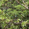 섬벚나무(Prunus takesimensis Nakai) : 설뫼