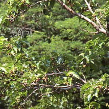 섬벚나무(Prunus takesimensis Nakai) : kplant1