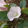 큰메꽃(Calystegia sepium (L.) R.Br.) : 카르마
