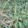 조릿대풀(Lophatherum gracile Brongn.) : 봄까치꽃