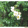 돌가시나무(Rosa lucieae Franch. & Rochebr. ex Cr?p.) : 풀잎사랑