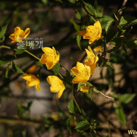 황매화(Kerria japonica (L.) DC. for. japonica) : 김새벽