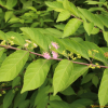 작살나무(Callicarpa japonica Thunb.) : habal