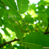 시무나무(Hemiptelea davidii (Hance) Planch.) : 카르마