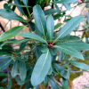 긴잎다정큼(Rhaphiolepis indica (L.) Lindl. ex Ker var. liukiuensis (Koidz.) Kitam.) : 설뫼