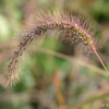 강아지풀(Setaria viridis (L.) P.Beauv.) : 필릴리