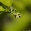세포큰조롱(Cynanchum volubile (Maxim.) Hemsl.) : 산들꽃