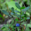 들쭉나무(Vaccinium uliginosum L.) : 통통배
