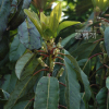 굴거리나무(Daphniphyllum macropodum Miq.) : 꽃천사
