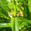 미국좀부처꽃(Ammannia coccinea Rottb.) : 고들빼기