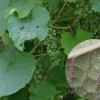 왕머루(Vitis amurensis Rupr.) : 무심거사