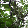 주엽나무(Gleditsia japonica Miq.) : 산들꽃