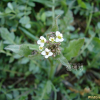 냉이(Capsella bursa-pastoris (L.) Medik.) : 산들꽃