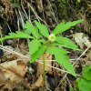 회리바람꽃(Anemone reflexa Steph. & Willd.) : 카르마