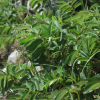 산오이풀(Sanguisorba hakusanensis Makino) : 벼루