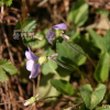 뫼제비꽃(Viola selkirkii Pursh ex Goldie) : 벼루