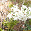 돌단풍(Mukdenia rossii (Oliv.) Koidz.) : 통통배