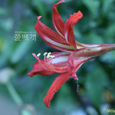 아마릴리스(Hippeastrum hybridum Hort) : 풀잎사랑