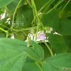 덩굴강낭콩(Phaseolus vulgaris L.) : 河志