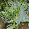 가새잎개갓냉이(Rorippa sylvestris (L.) Besser) : 무심거사