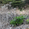 갯강활(Angelica japonica A.Gray) : 카르마