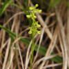 하늘산제비란(Platanthera neglecta Schltr.) : 산들꽃