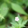 흰이질풀 : 꽃사랑한동구