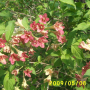 붉은병꽃나무 : 정원공주