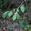 참개암나무(Corylus sieboldiana Blume) : 추풍