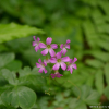 자주괭이밥(Oxalis corymbosa DC.) : 새별