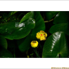 남개연꽃(Nuphar pumilum var. ozeense (Miki) Hara) : 河志