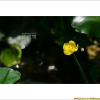 남개연꽃(Nuphar pumilum var. ozeense (Miki) Hara) : 河志