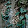 모람(Ficus oxyphylla Miq. ex Zoll.) : 카르마