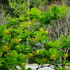 왕매발톱나무(Berberis amurensis var. latifolia Nakai) : 산들꽃