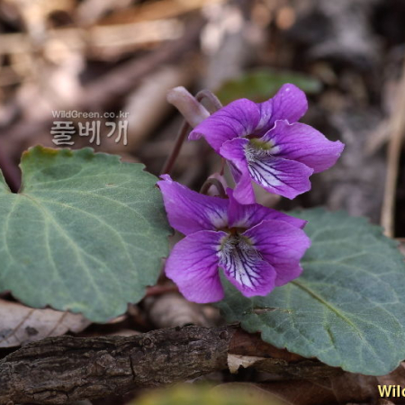 민둥제비꽃(Viola phalacrocarpa Maxim. f. glaberrima (W.Becker) F.Maek. ex H.Hara) : 塞翁之馬