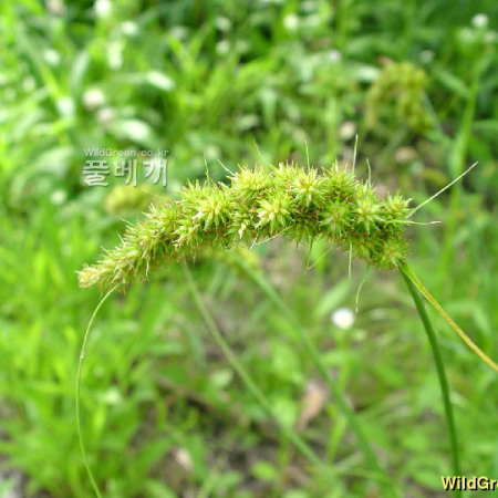 괭이사초(Carex neurocarpa Maxim.) : 별꽃