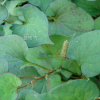 약모밀(Houttuynia cordata Thunb.) : 몽블랑