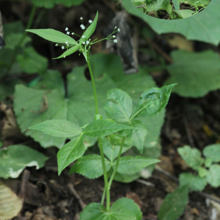 세잎개발나물(Sium ternifolium B.Y.Lee & S.C.Ko) : 무심거사