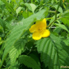 황매화(Kerria japonica (L.) DC. for. japonica) : 들국화