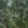 큰비노리(Eragrostis pilosa (L.) P.Beauv.) : 추풍
