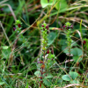 깔끔좁쌀풀(Euphrasia coreana W.Becker) : 오솔