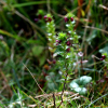깔끔좁쌀풀(Euphrasia coreana W.Becker) : 오솔