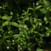개벼룩(Moehringia lateriflora (L.) Fenzl) : 설뫼*