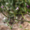 뿔냉이(Chorispora tenella (Pall.) DC.) : 산들꽃