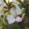앵도나무(Prunus tomentosa Thunb.) : 둥근바위솔